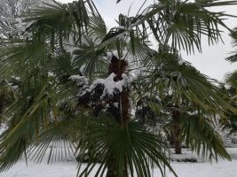 winter_lux_02