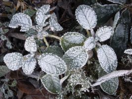 winter_lux_04