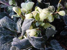 winter_lux_05